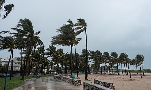 Stock image of palm trees in storm